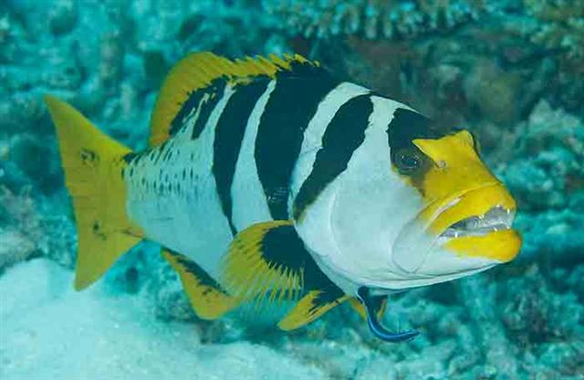 (Plectropomus Oken, 1817) Род Плектропомусы, Сендеронги, Груперы